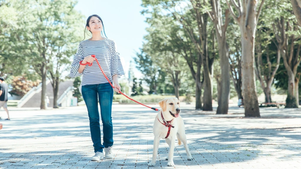 Young Asian female walks her dog at the park.